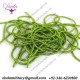 Twisted cannetille Bamboo green